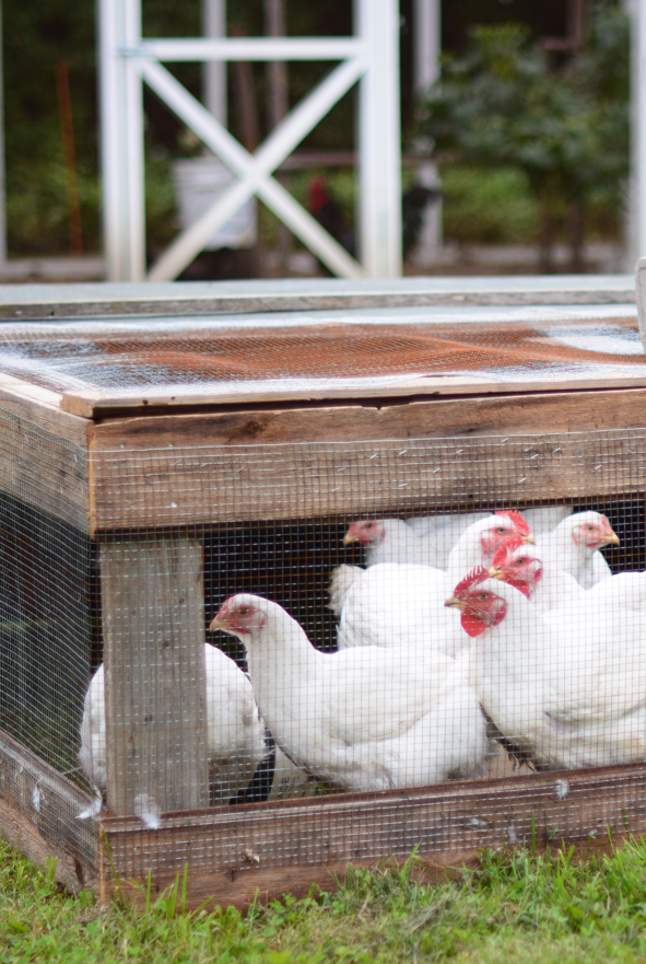 Lindemari rohumaabroilerid Broilert Vert