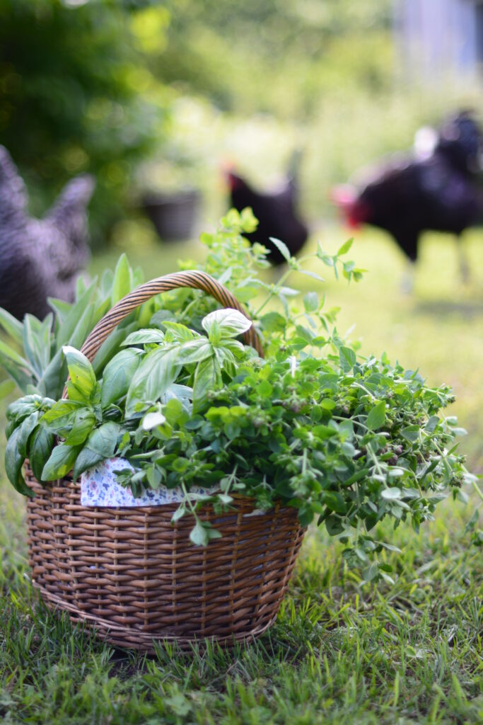 Lindemari rohumaabroilerid DSC 7706 683x1024