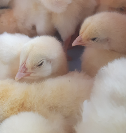 tibud ruut tibud ruut